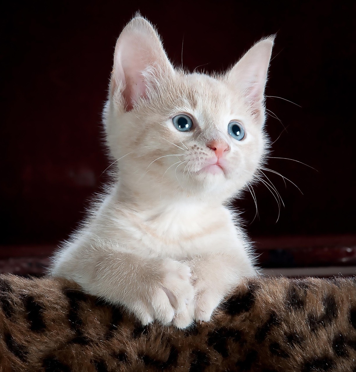 猫保険の補償内容にはどんなものが含まれているの？