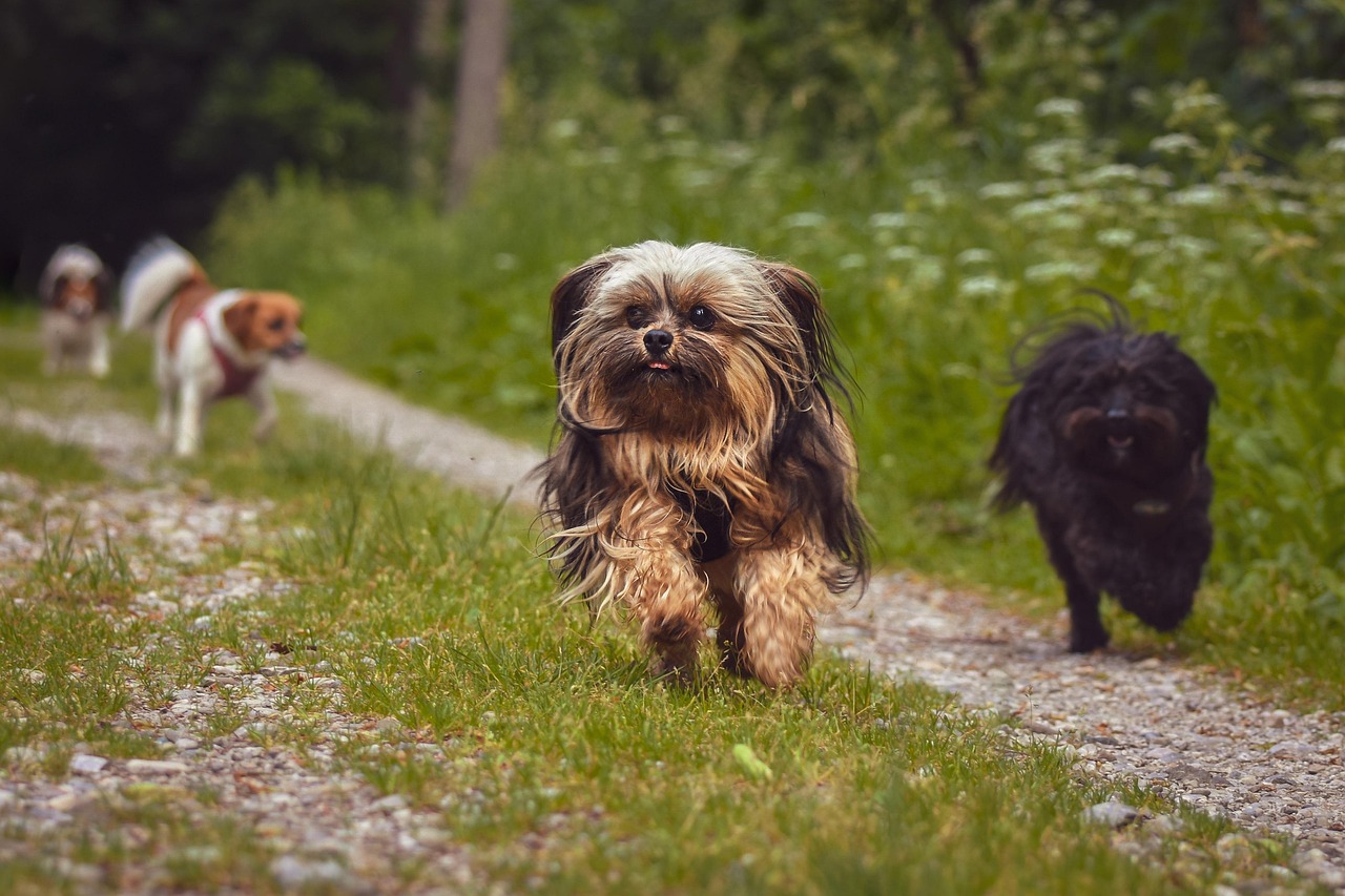 超小型犬にぴったりの保険おすすめは？