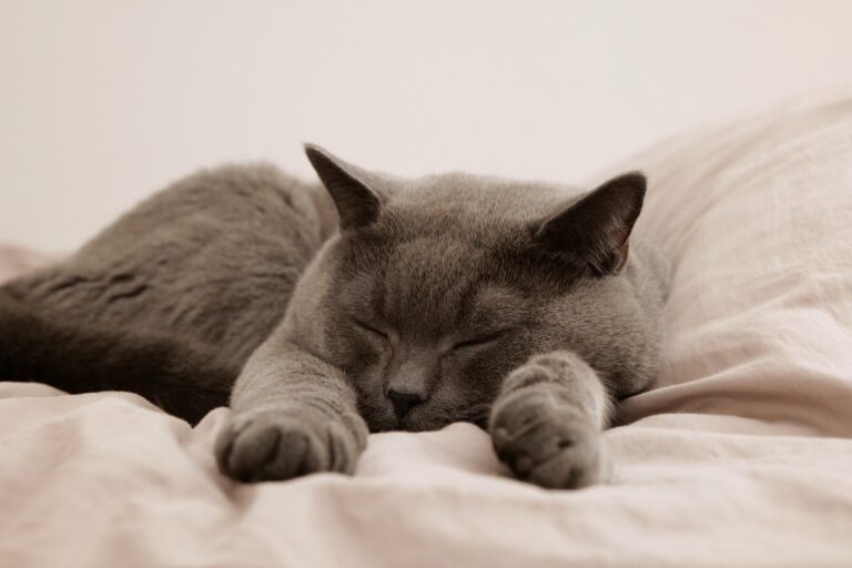 ペット保険はいくらかかるのかを徹底解説しますか？