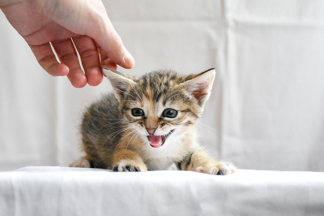 一括見積で比較する猫保険の選び方は？