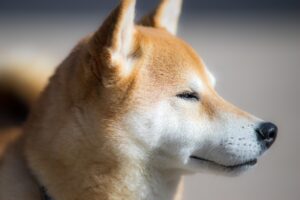 一括見積で選ぶ犬保険のおすすめは？