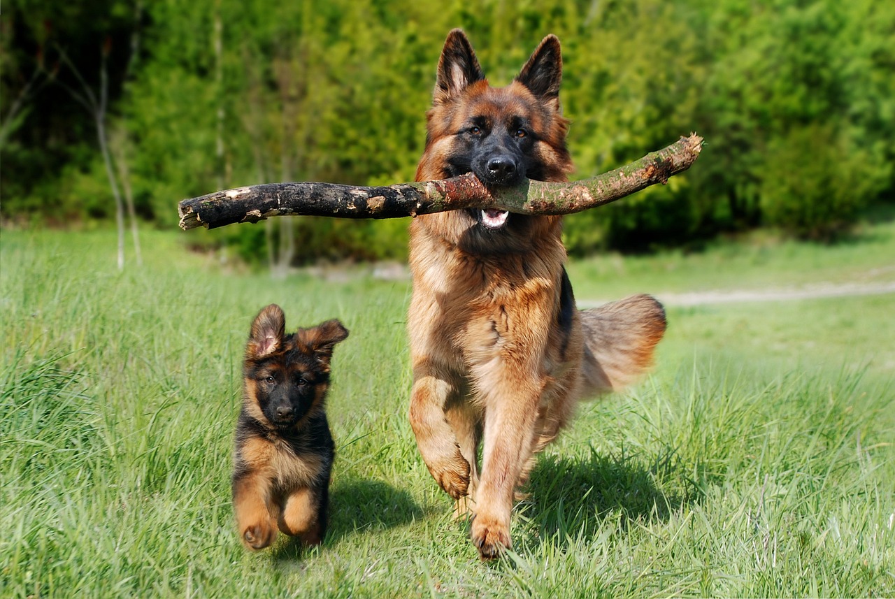 子犬保険の口コミで知るべきポイントは？