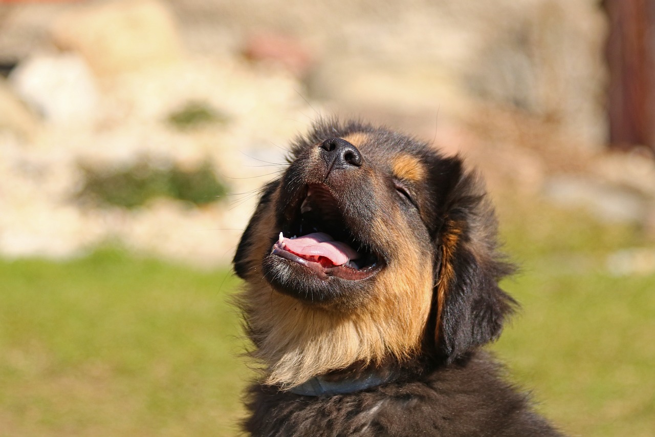 子犬専用のペット保険はどのように選ぶべきですか？
