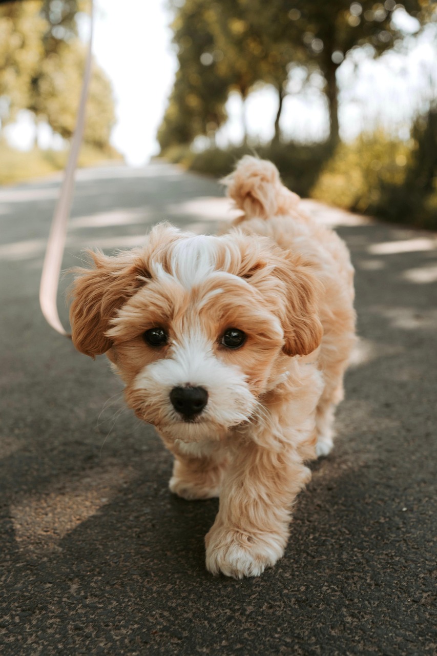子犬専用のペット保険はどのように選べば良いですか？