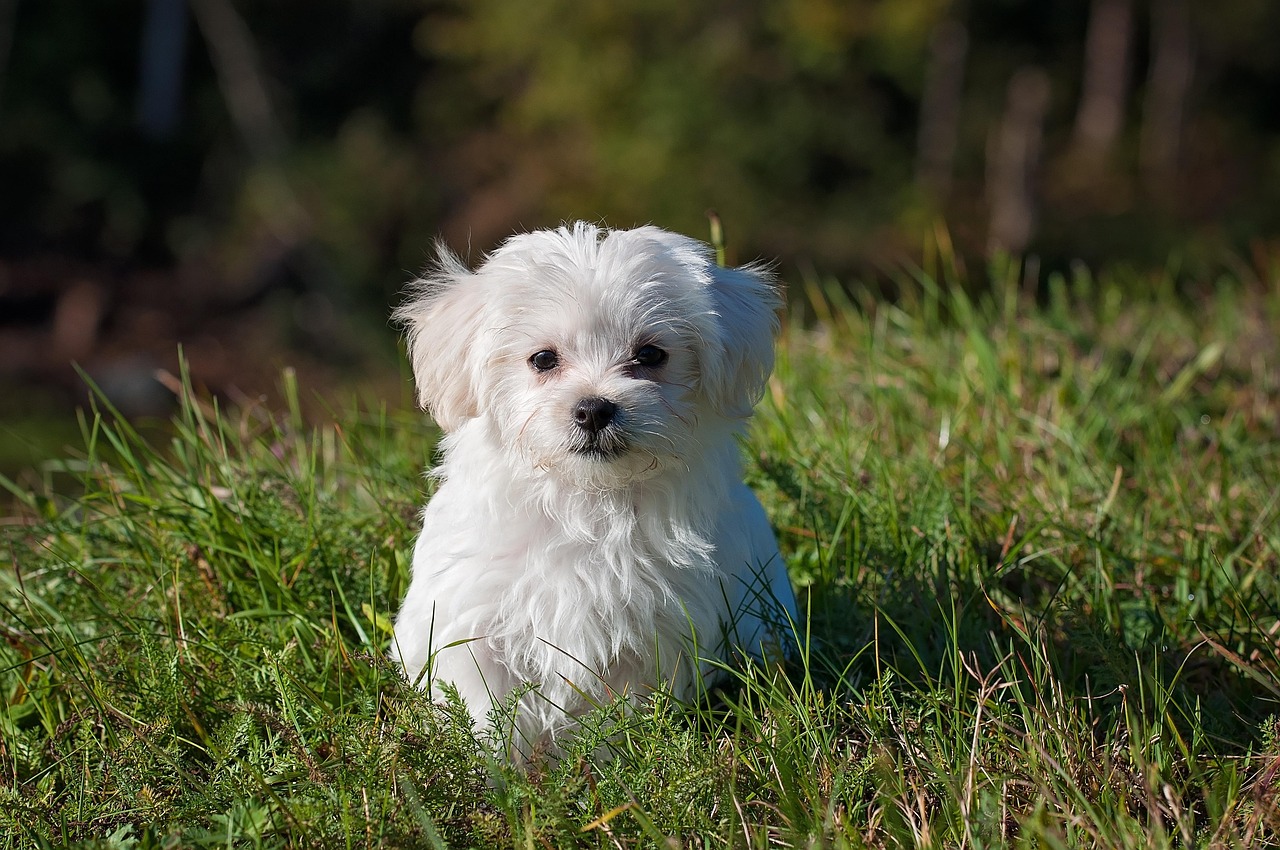小型犬におすすめのペット保険はどれですか？