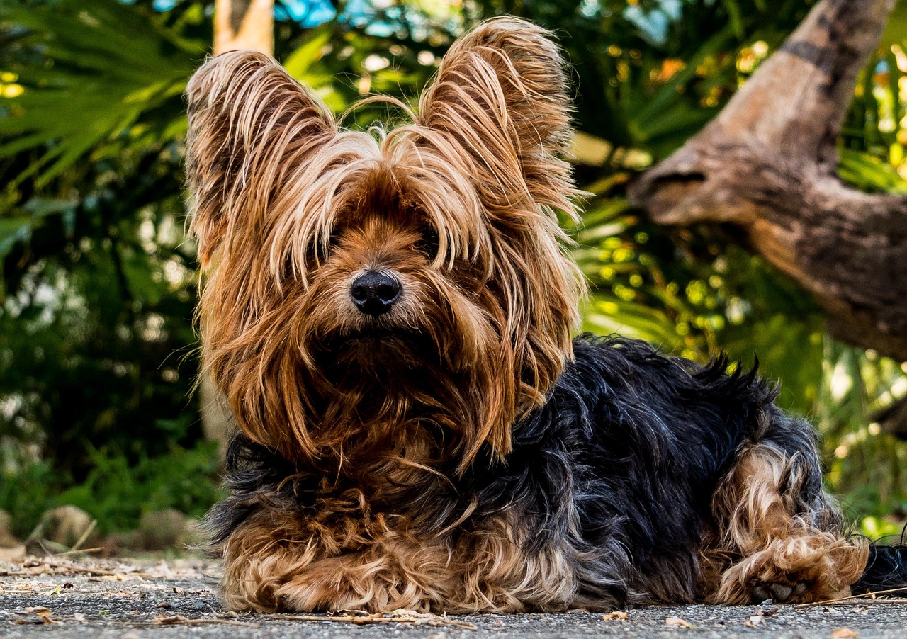 小型犬のために選ぶべきペット保険のおすすめは？