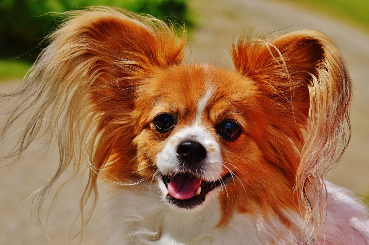 小型犬のためのペット保険比較はどれが最適？