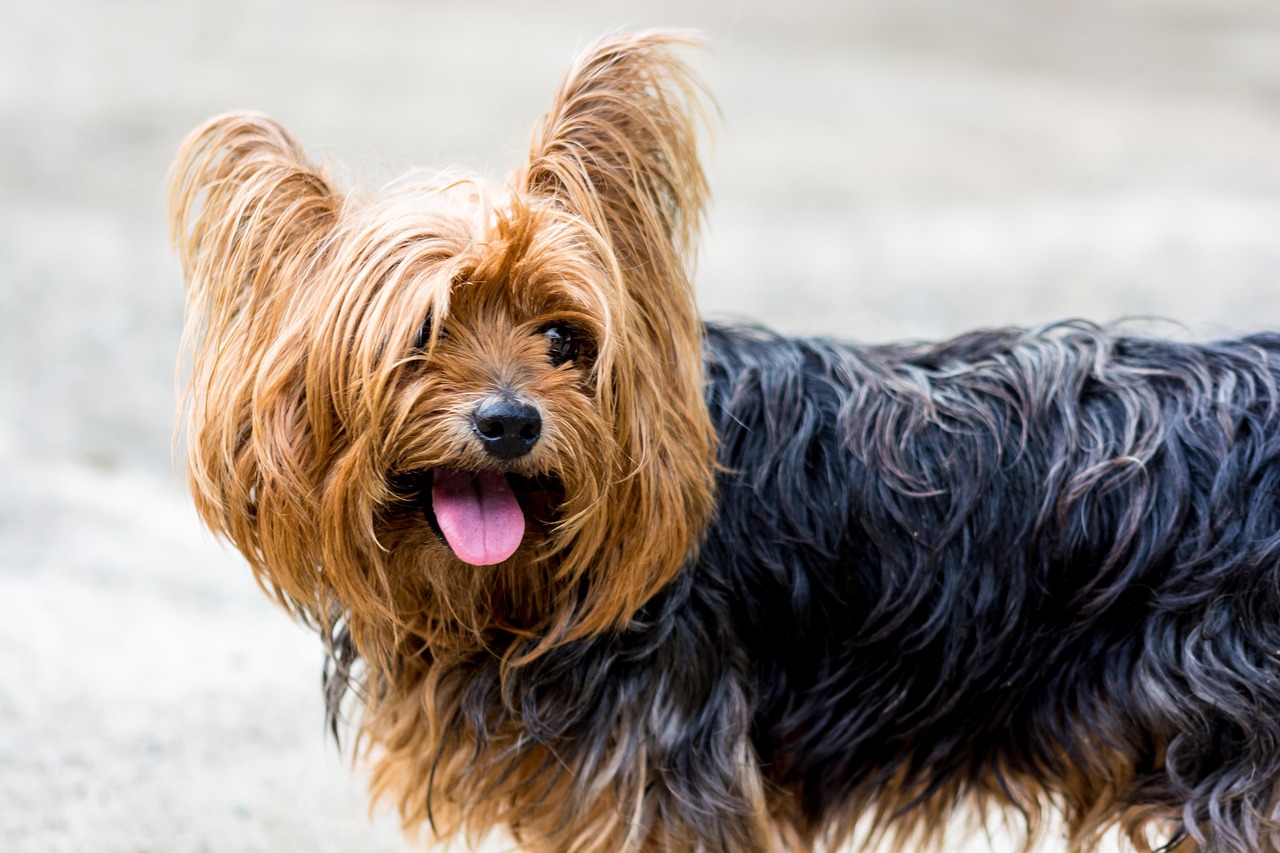 小型犬のペット保険を比較する際のポイントは？