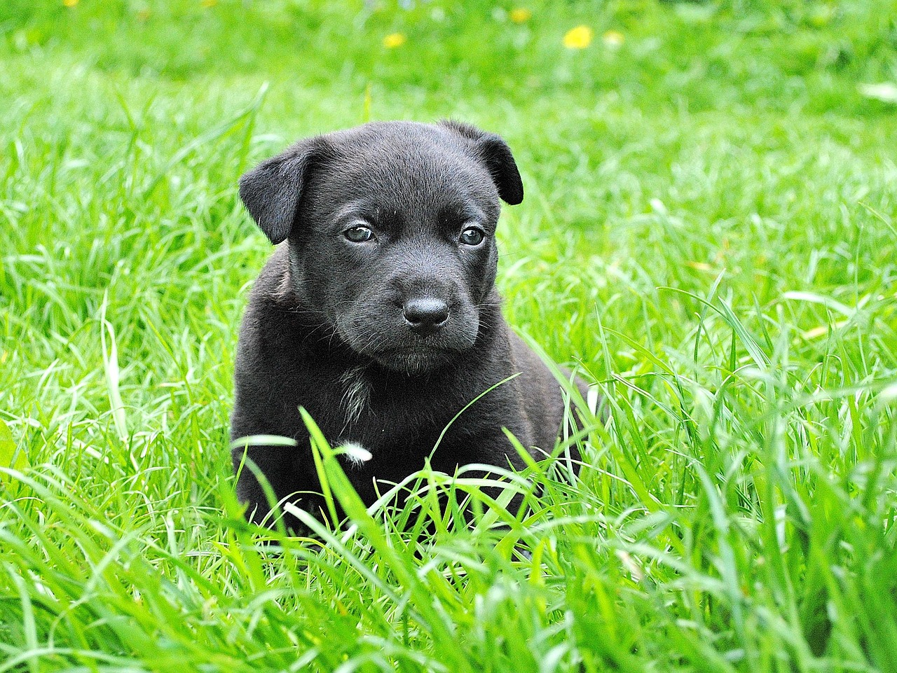 小型犬の保険で安いプランはどこで見つけられる？