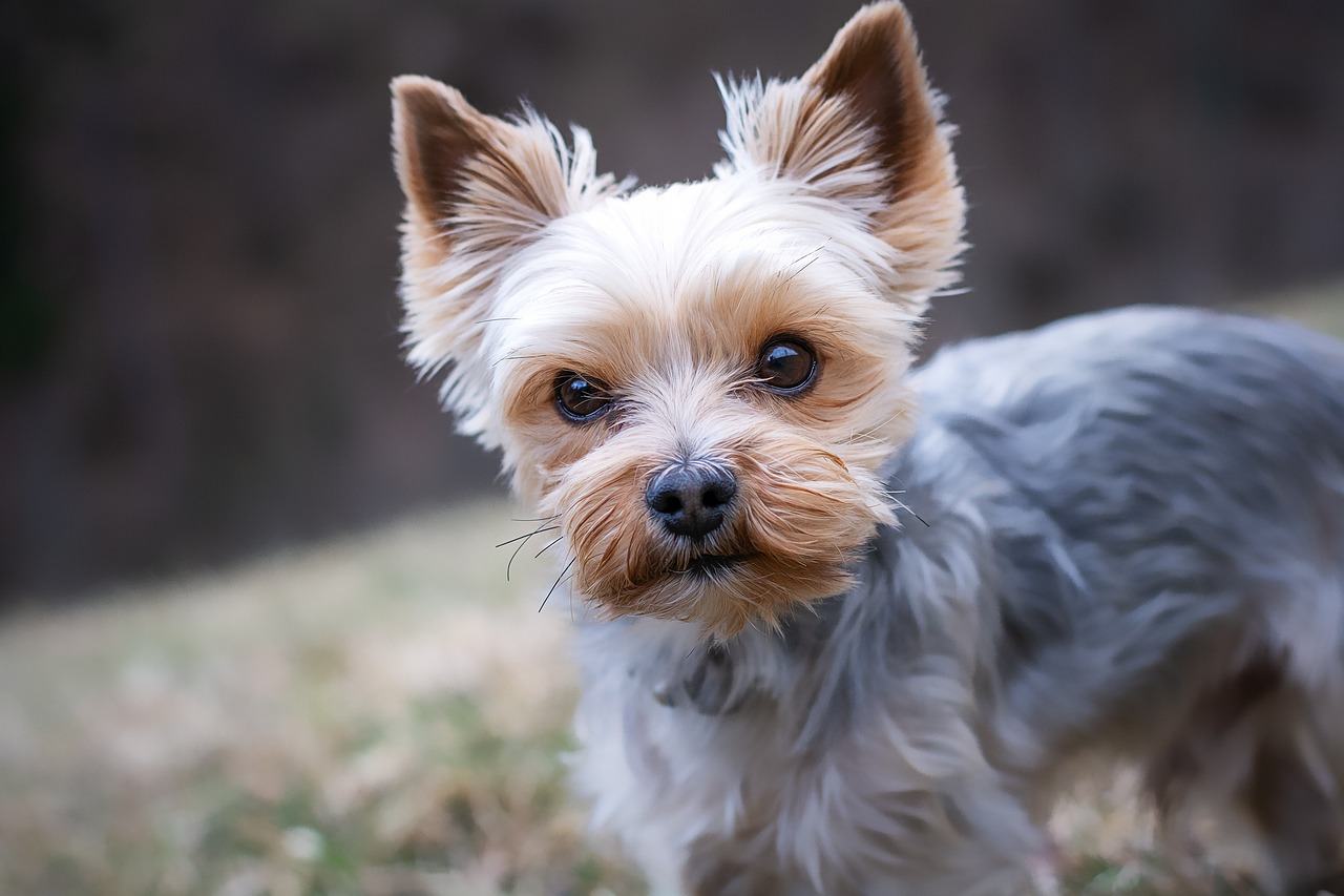 小型犬の保険で安いプランはどれがおすすめですか？
