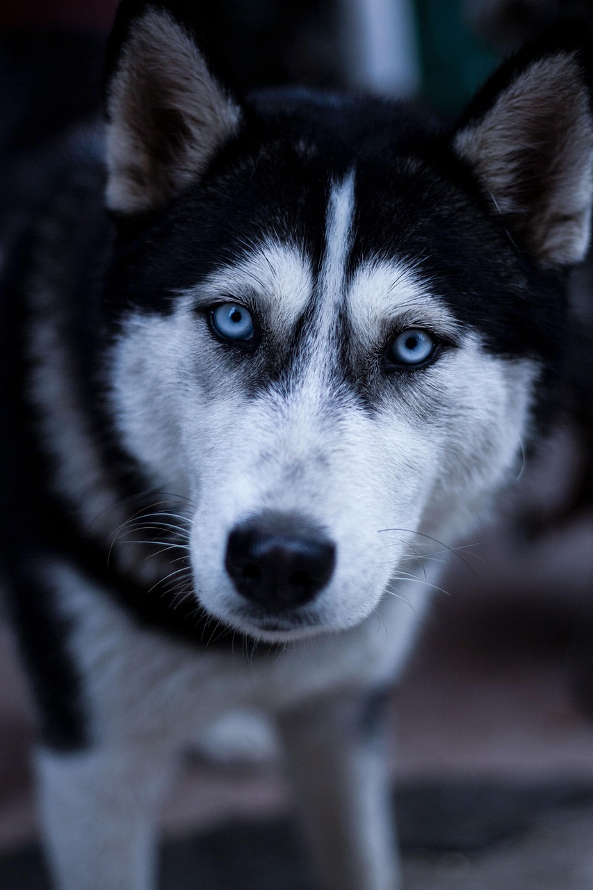 犬のペット保険を比較して安いプランはどれですか？