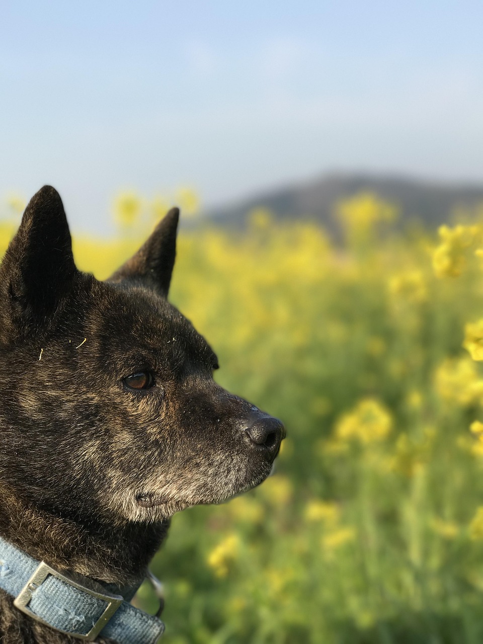 犬の保険は何歳から加入するべきか？