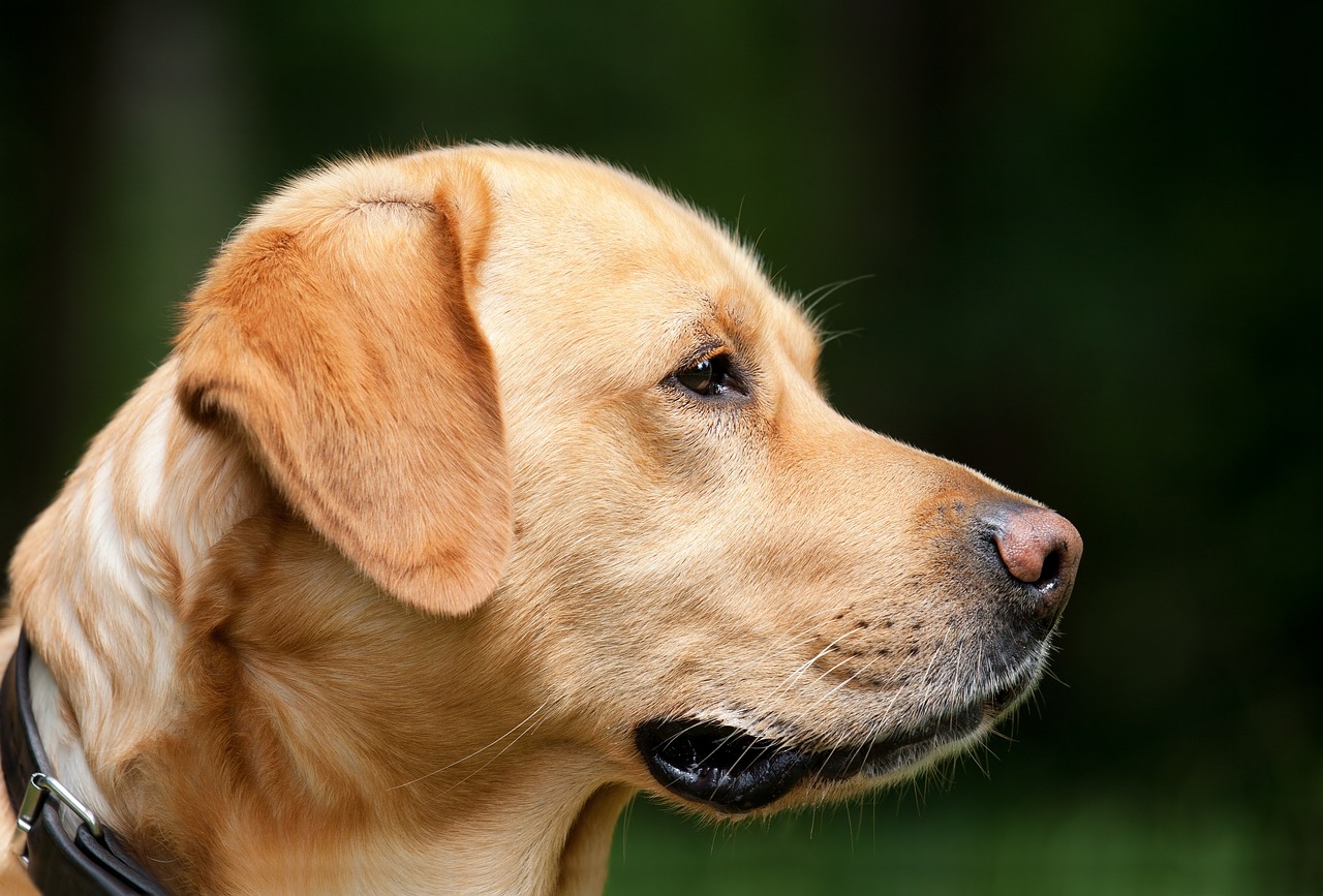 犬保険の価格比較で最適なプランを見つける方法は？