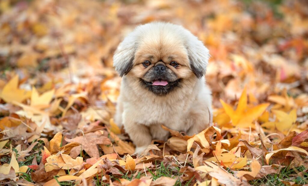 犬保険はいつから必要で、どのタイミングで加入すべき？