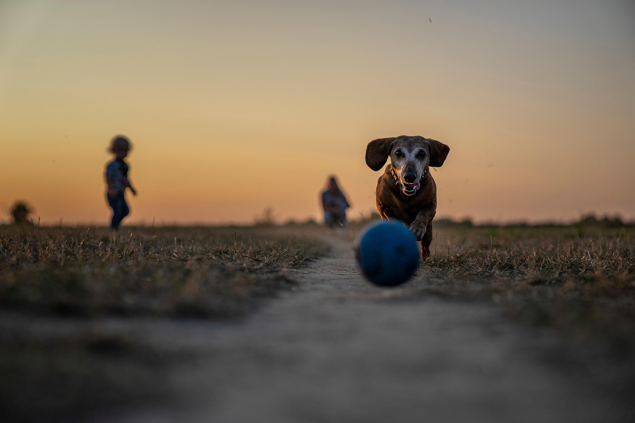 犬保険を比較して安いプランはどれですか？