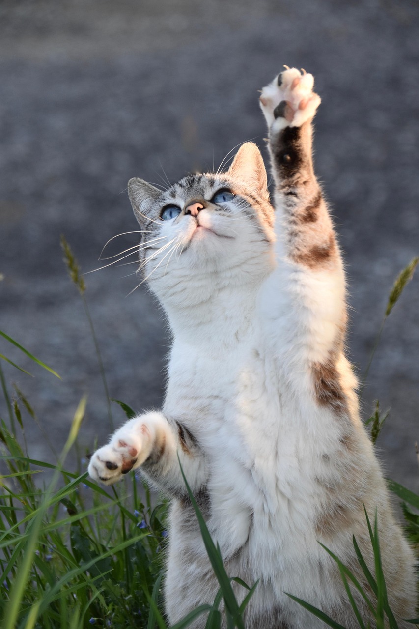 猫のペット保険を比較して安いプランはどれですか？