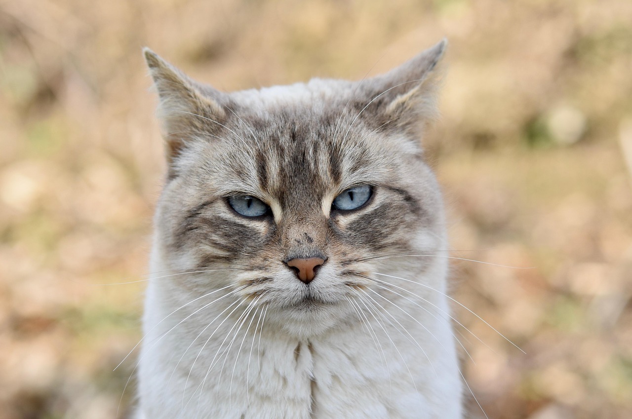 猫のペット保険を比較して安いプランを見つけるには？