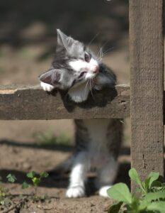 猫の保険はいつから必要になるのか知っていますか？