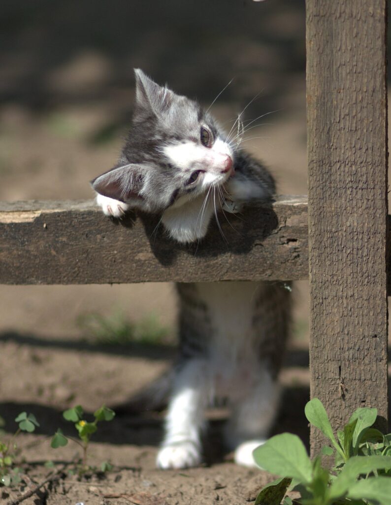 猫の保険はいつから必要になるのか知っていますか？