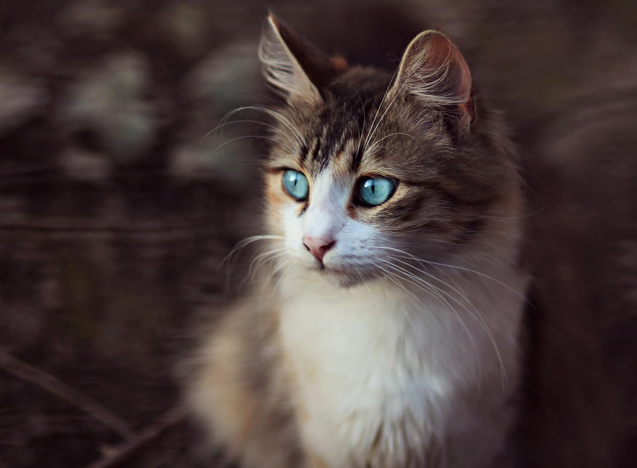 猫の保険はいつから必要になるのか？