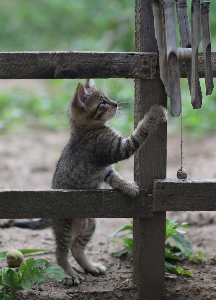 猫の保険は必要なのはいつからですか？