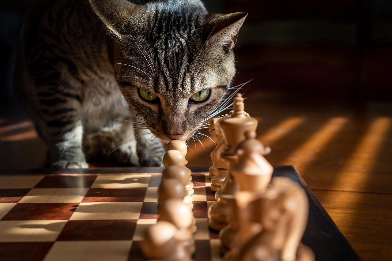 猫保険の口コミで選ぶべきおすすめのプランは？