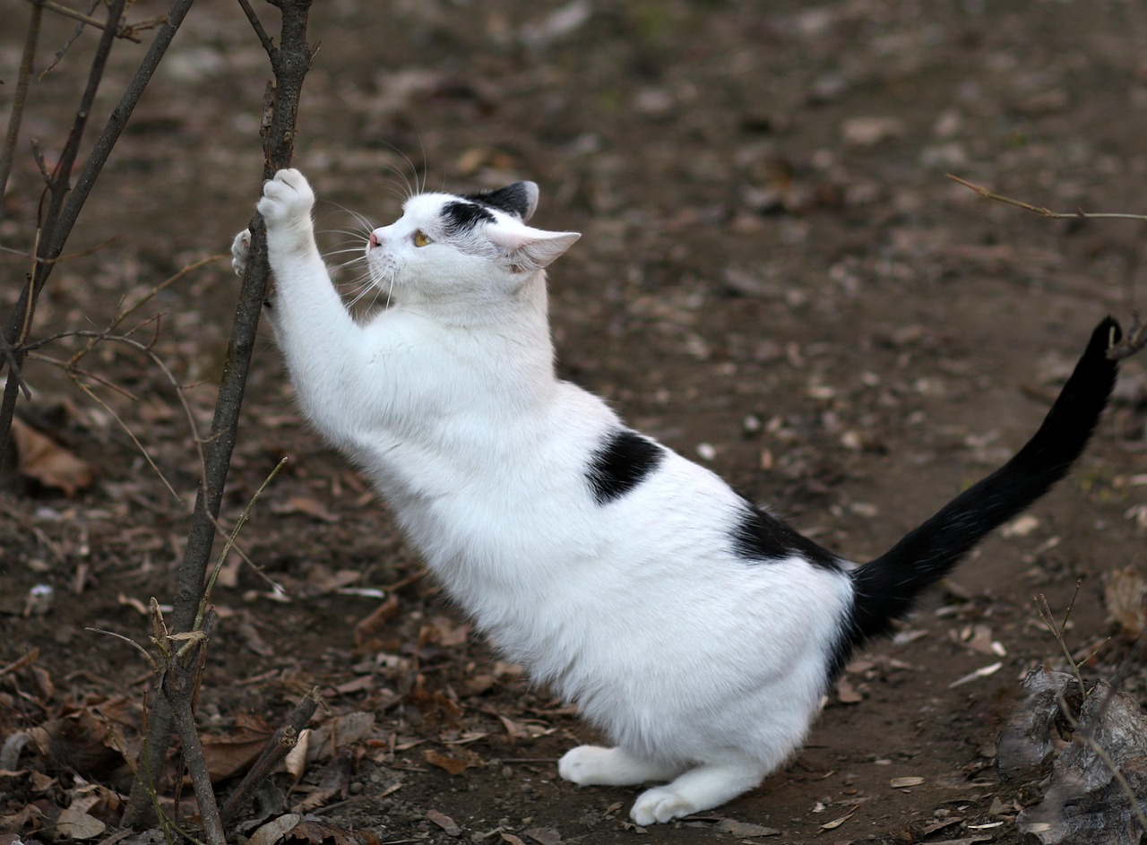 猫保険はいつから必要になるのかを徹底解説しますか？