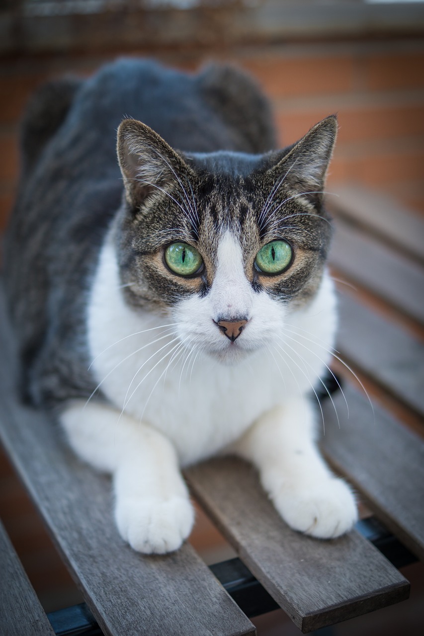 猫保険は必要なのはいつから考えるべき？