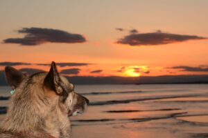 ペット保険の年間費用を安く抑える方法は？