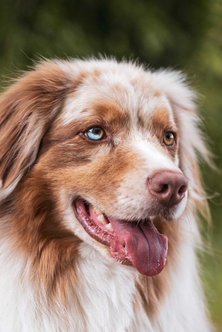 ペット保険の必要性は犬を飼う上でどのように影響する？
