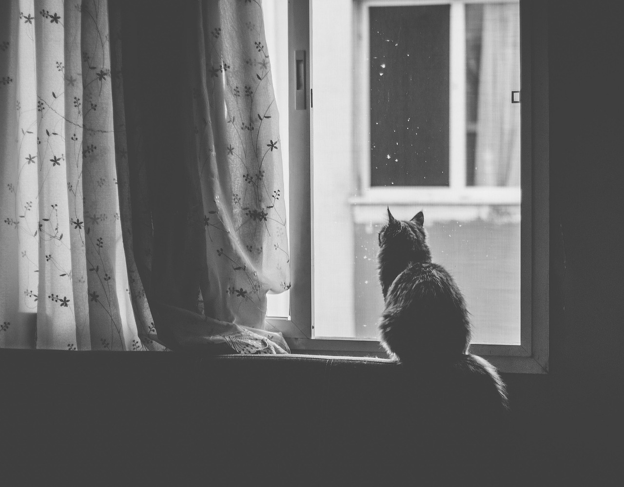 ペット保険の必要性は猫にとってどのような影響があるのか？