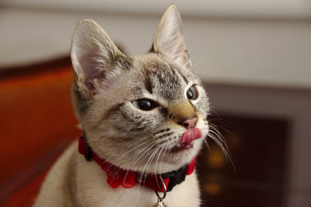 ペット保険の必要性は猫にどのような影響を与えるのか？