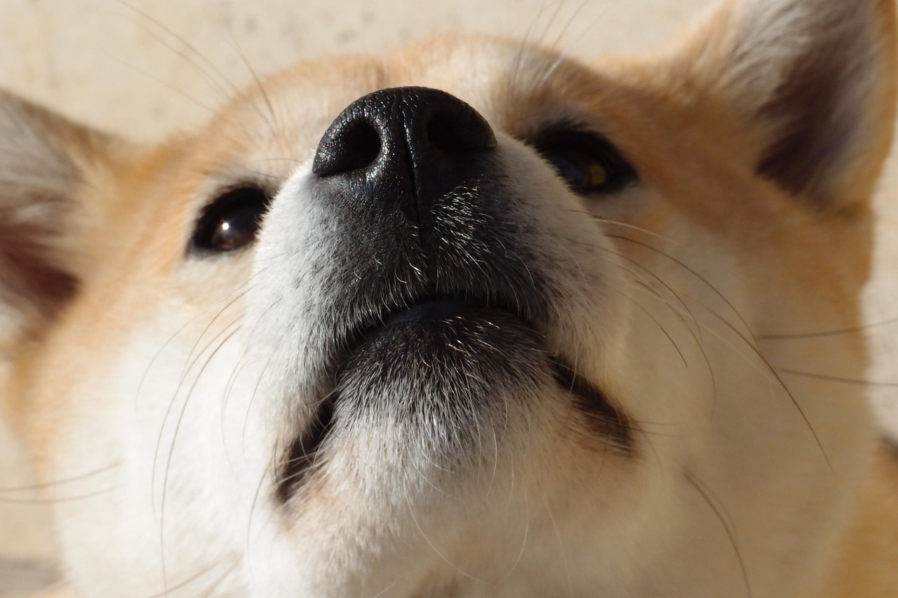 柴犬の保険に関する口コミはどこで見つけられる？