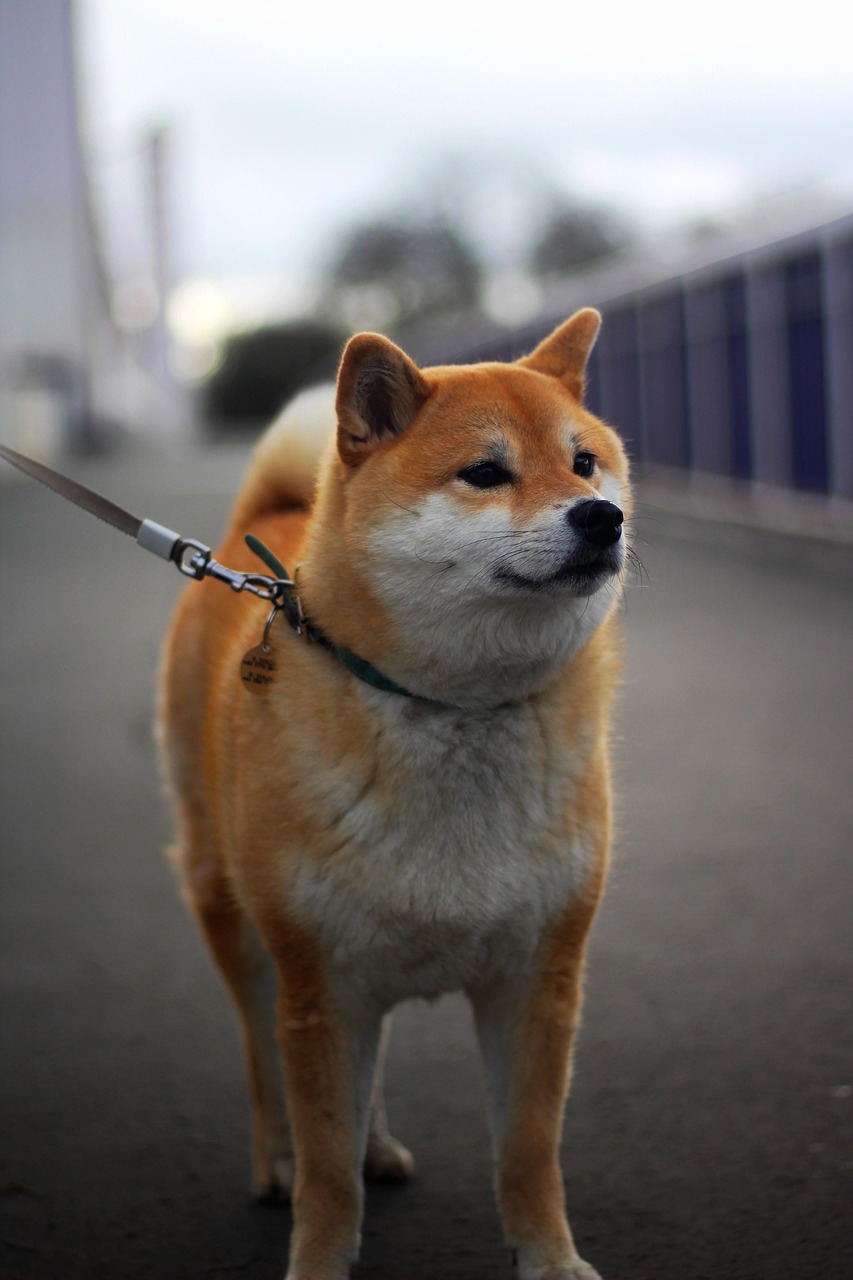 柴犬を飼うなら知っておきたいペット保険の選び方は？
