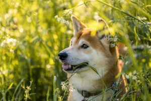 柴犬を飼う際に知っておくべきペット保険の選び方は？