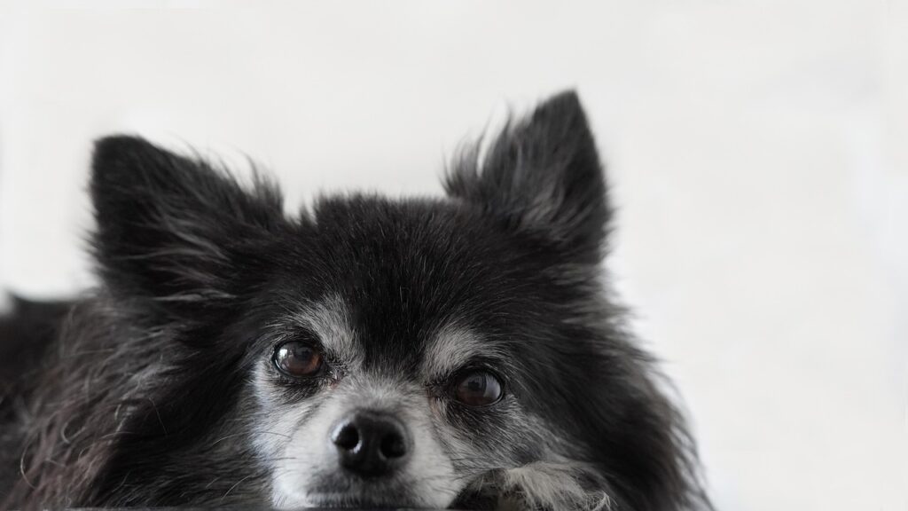 無料でできるペット保険の見積もりはどこで受けられる？