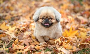 犬の保険で通院費用をカバーする方法は？