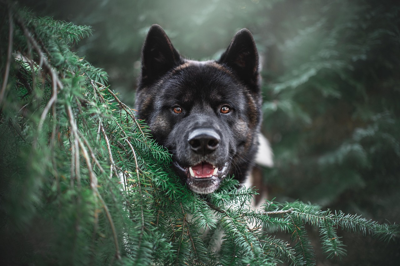 犬の保険はいつから必要か知っておくべき理由とは？