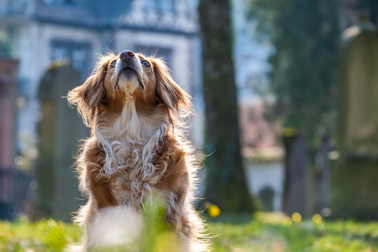 犬の保険は何歳まで加入できるの？