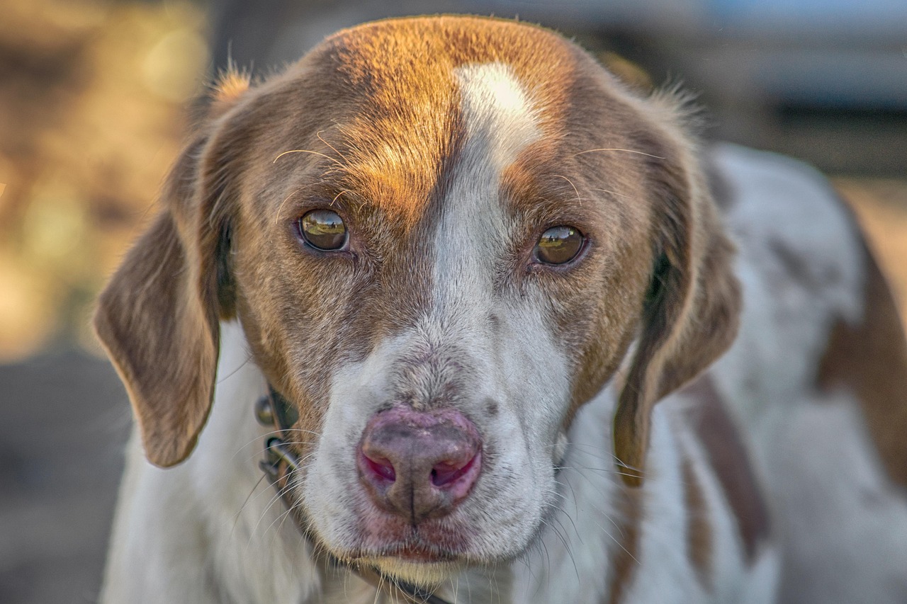 犬保険はいつから必要になるのか？