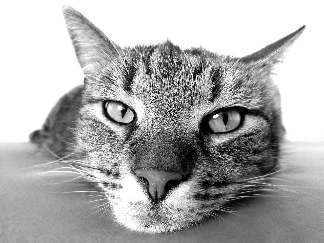 猫を飼うことで得られるメリットとは？