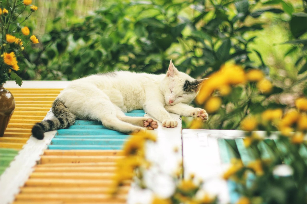 猫を飼うことのメリットとは何ですか？