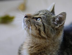 猫保険は必要？いつから加入すべきか徹底解説！