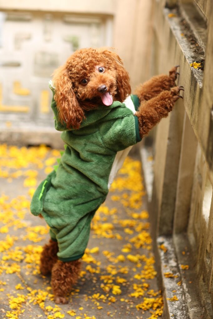 トイ・プードルのために選ぶべき保険は何ですか？