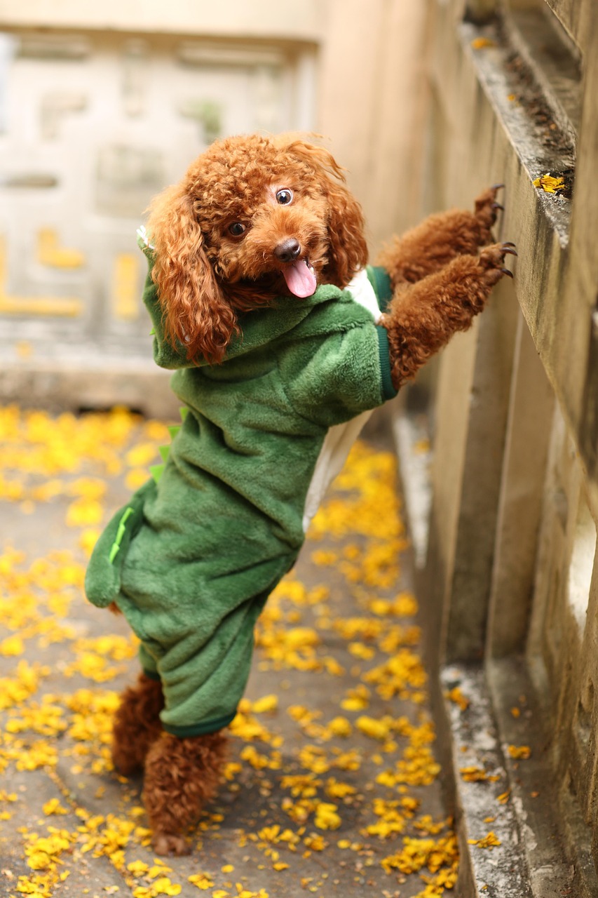 トイ・プードルのために選ぶべき保険は何ですか？