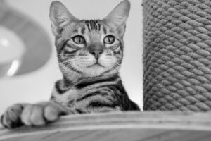 ペット保険でおすすめの猫に最適なプランは？