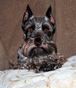 ミニチュア・シュナウザーに最適な保険はどれですか？