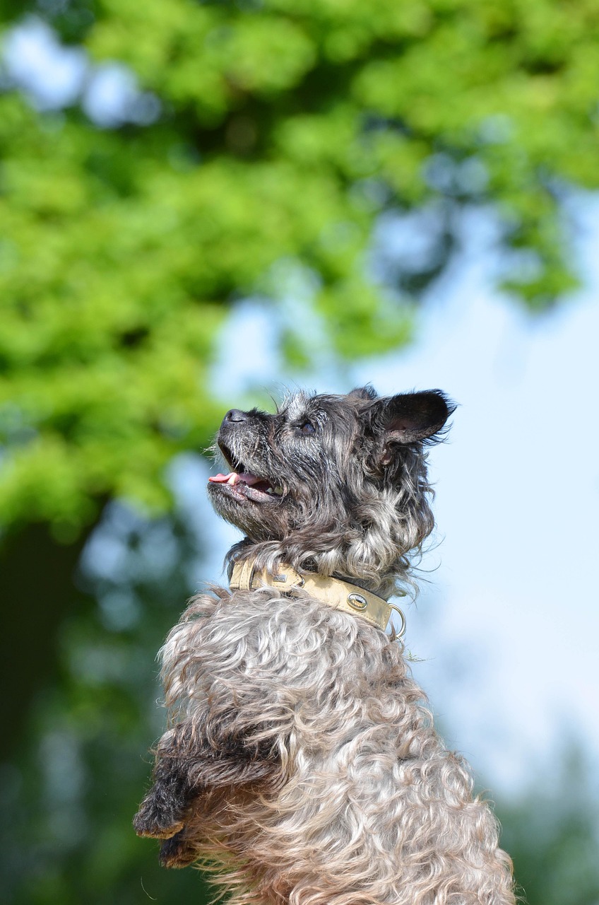 小型犬の保険を選ぶ際に知っておくべきポイントは？