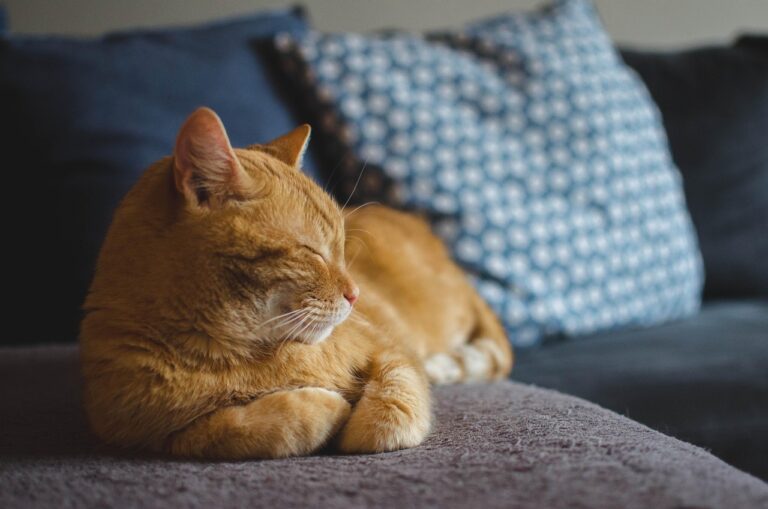 猫のペット保険を比較する際に知っておくべきポイントは？