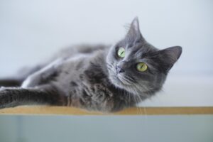 猫のペット保険比較でおすすめのプランは？